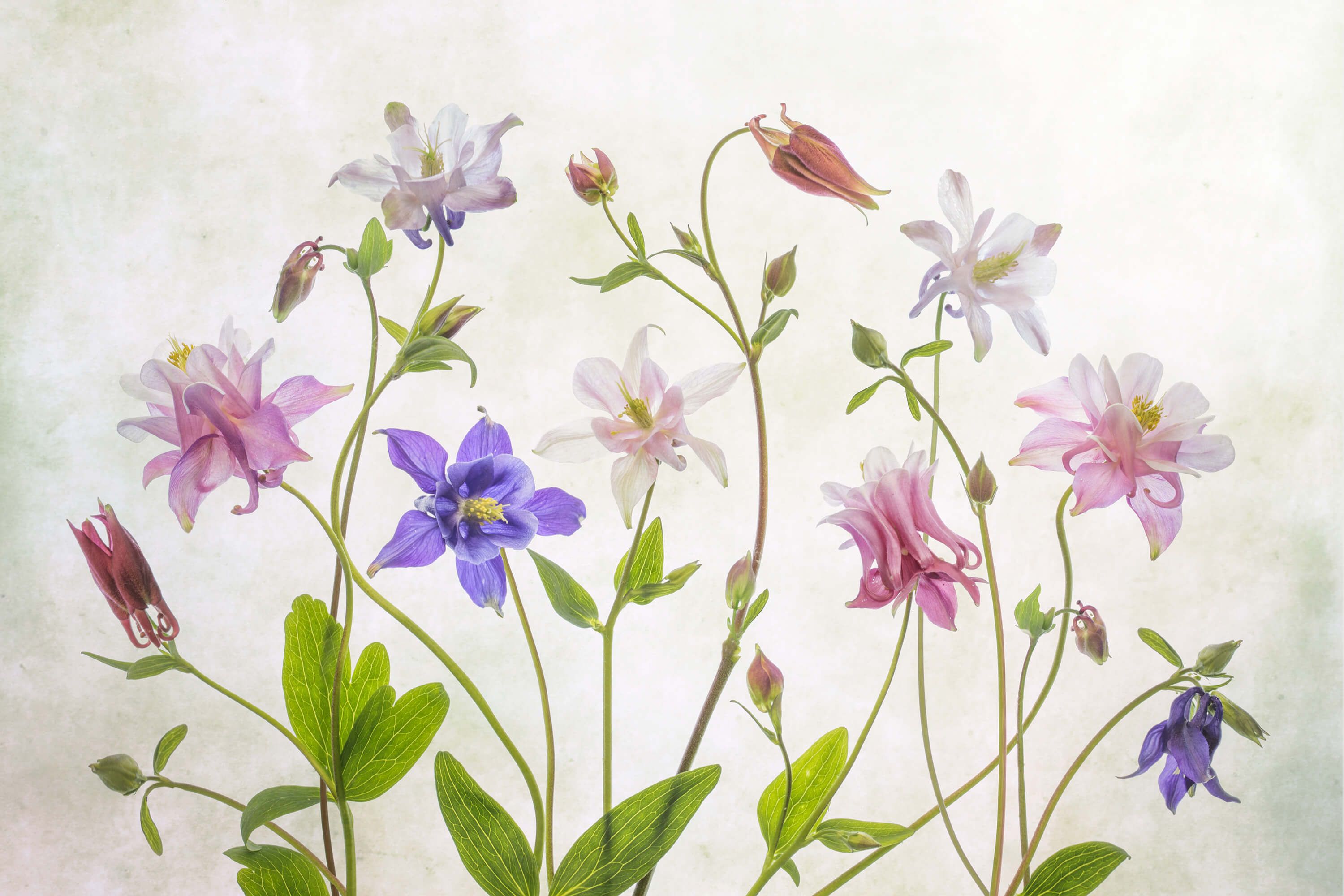 Still-life Columbine Still-life Columbine