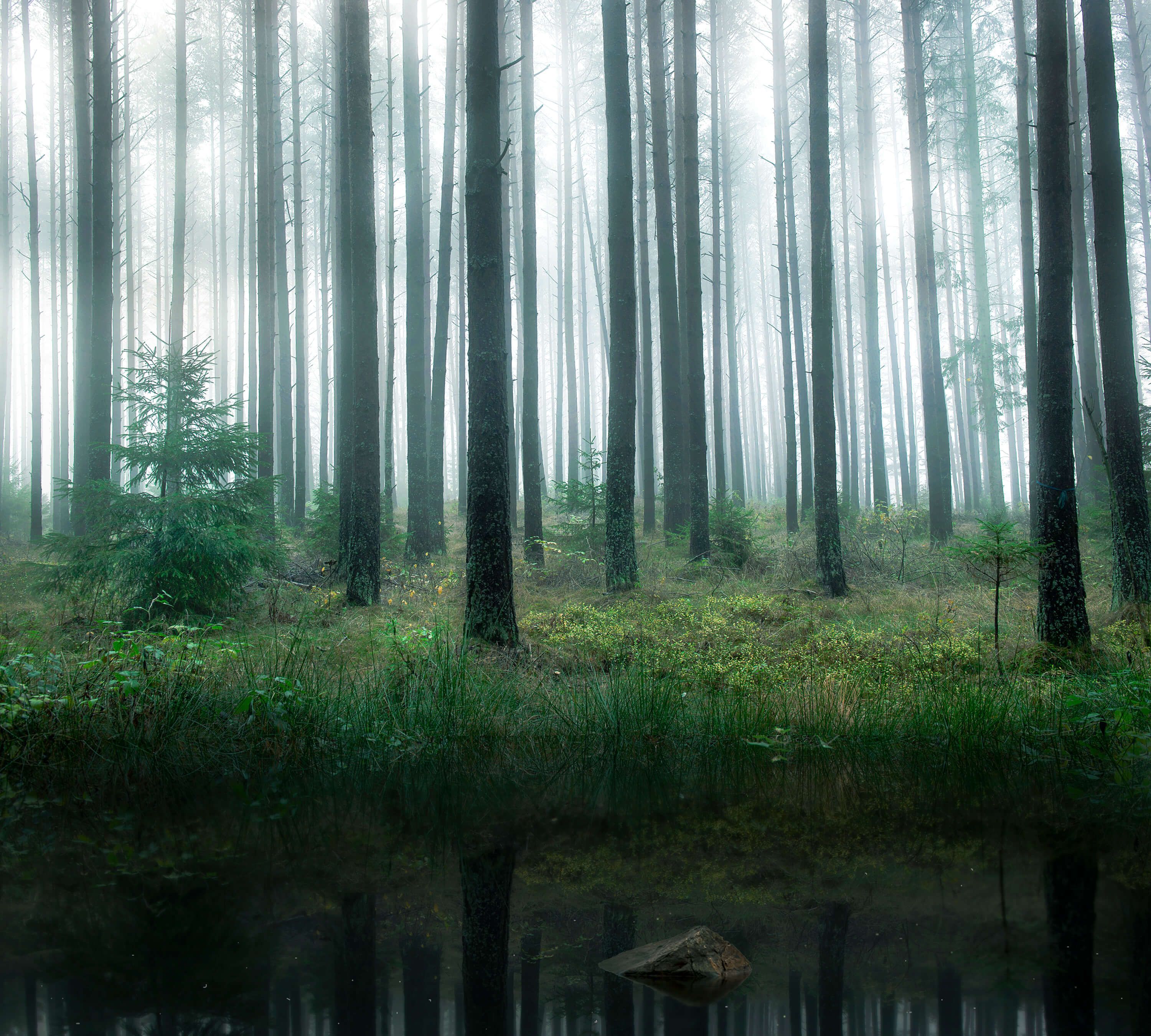 Landscape Lake in forest Landscape Lake in forest