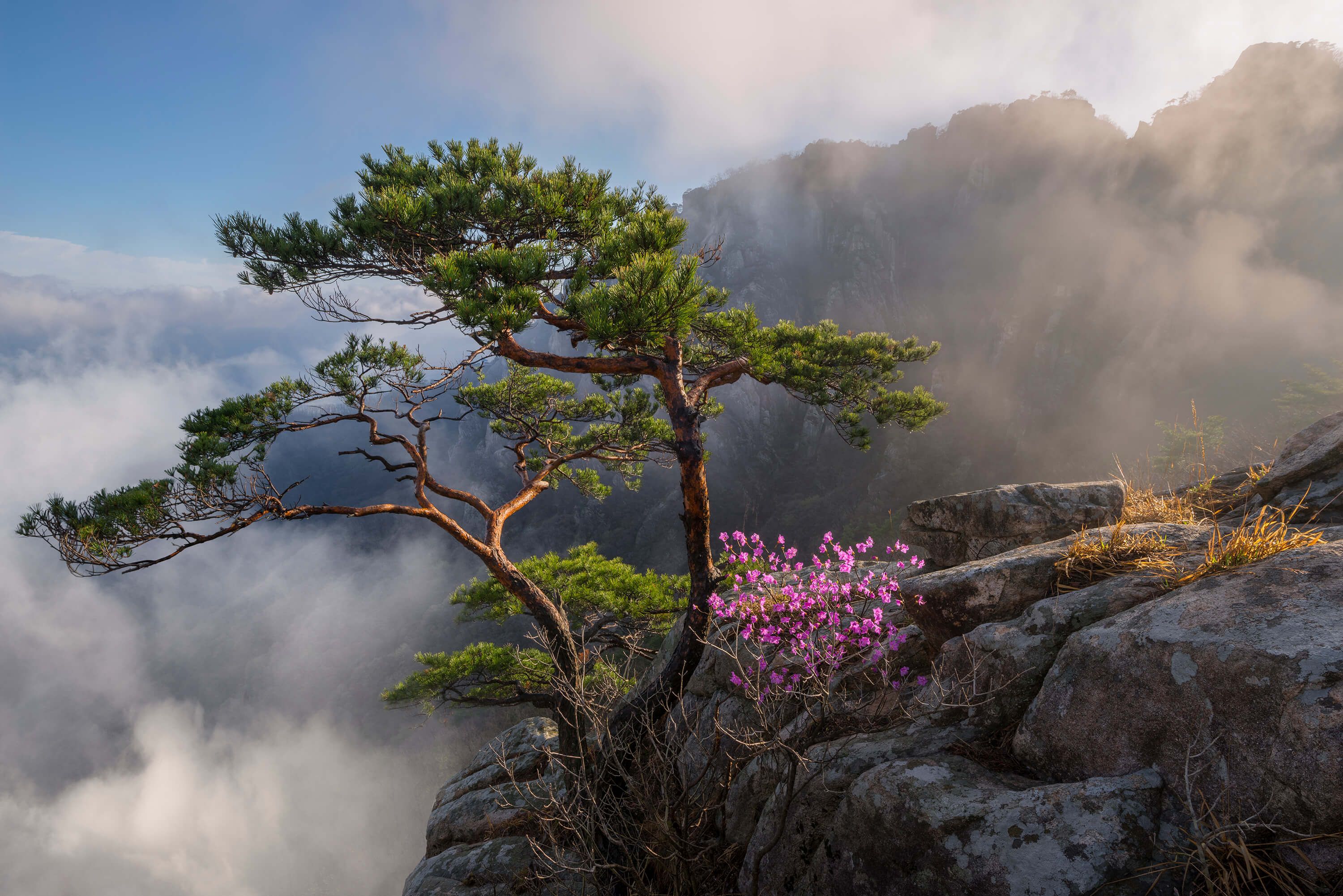 Landscape Dream dancer Landscape Dream dancer