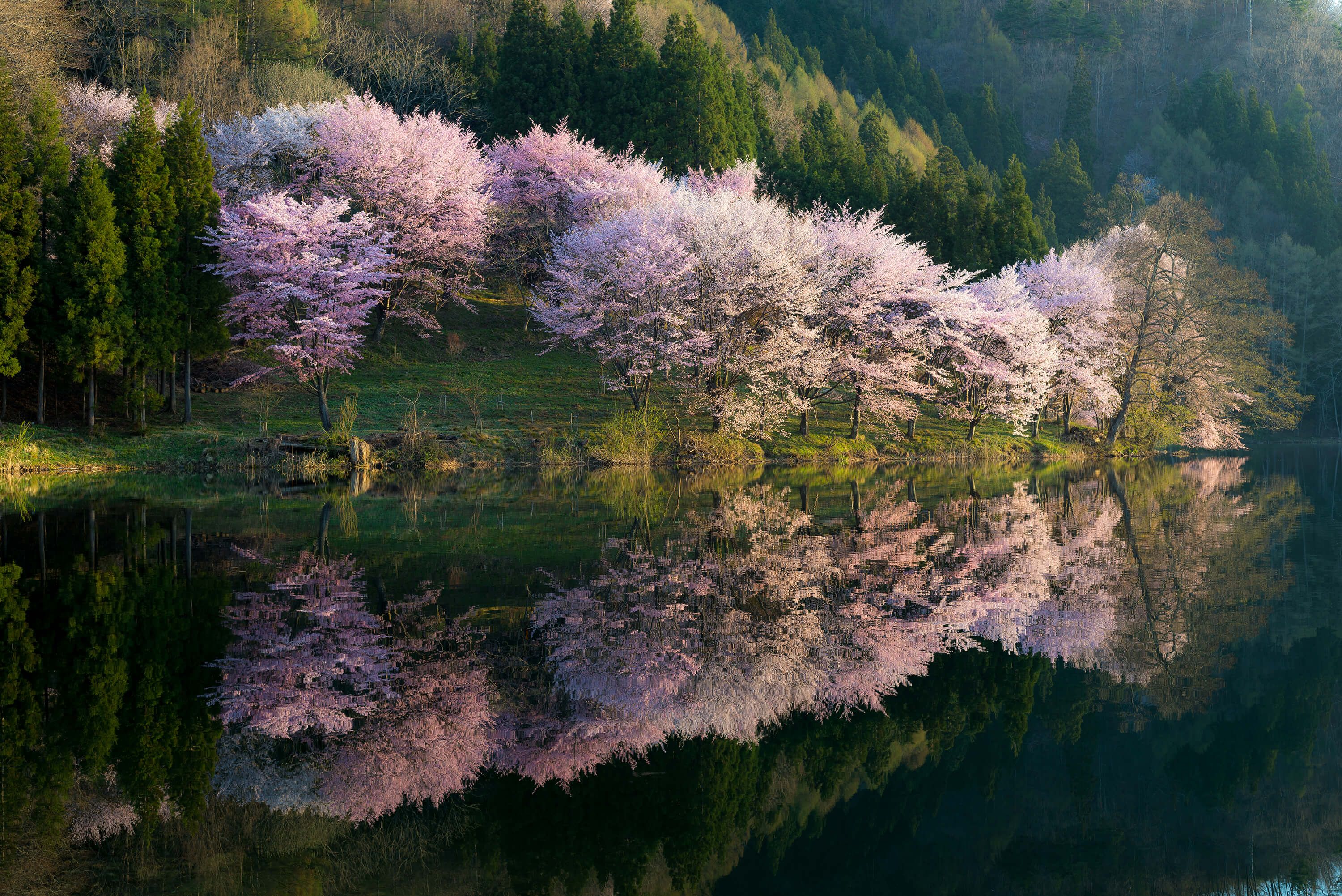 Landscape Sakura Landscape Sakura