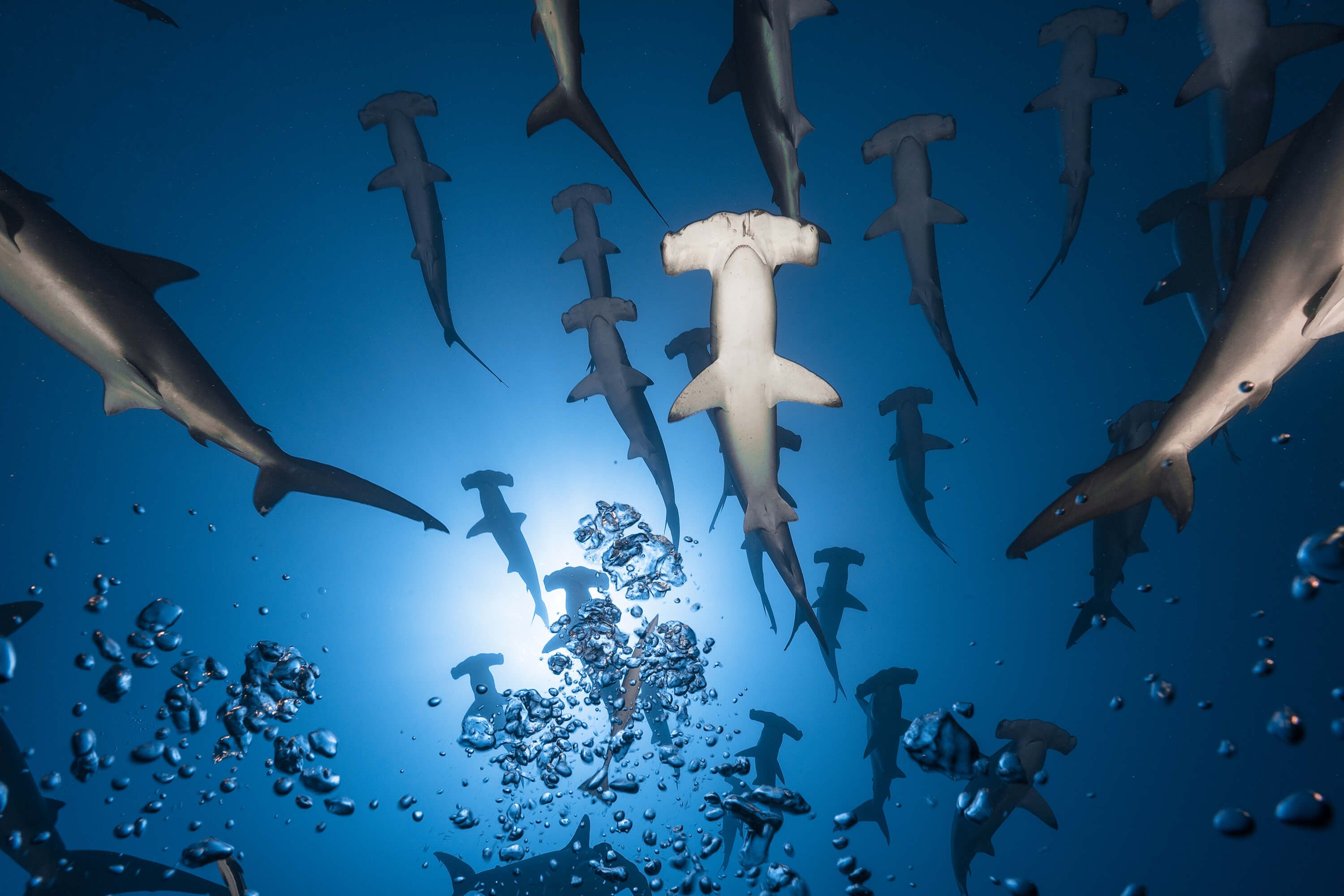 Underwater Hammerhead Shark
