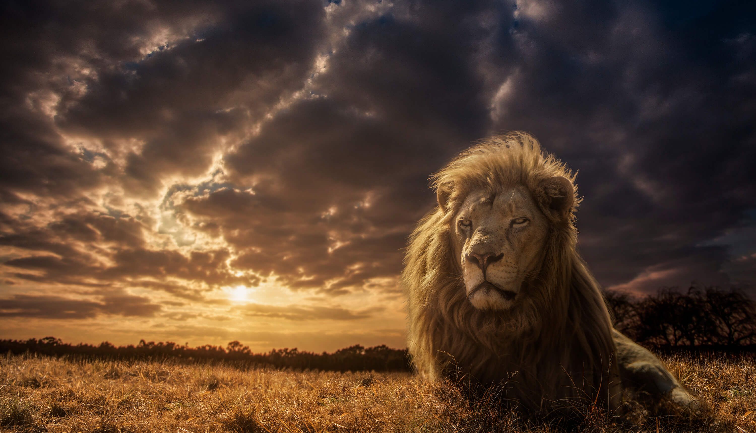 Animals Adventures on Savannah - The Lion King