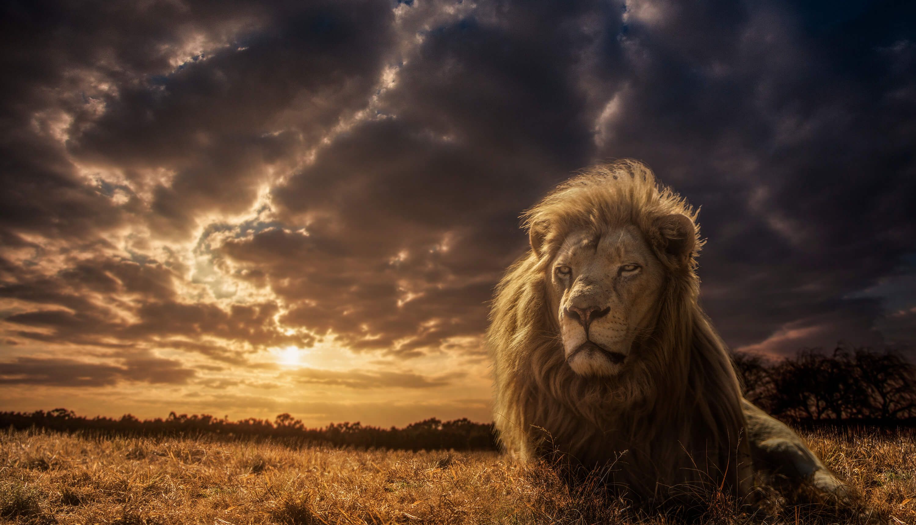 Animals Adventures on Savannah - The Lion King Animals Adventures on Savannah - The Lion King