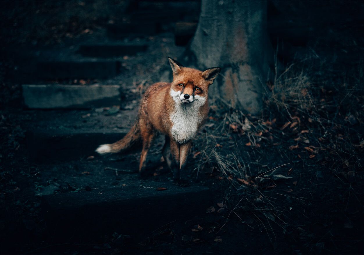 Wallpaper Curious fox