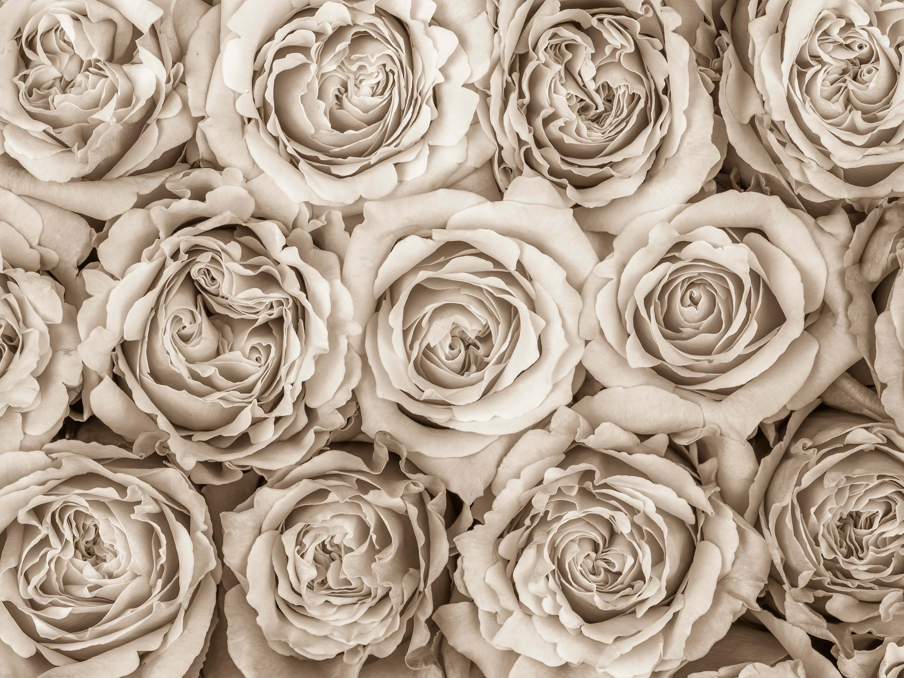  Background of roses