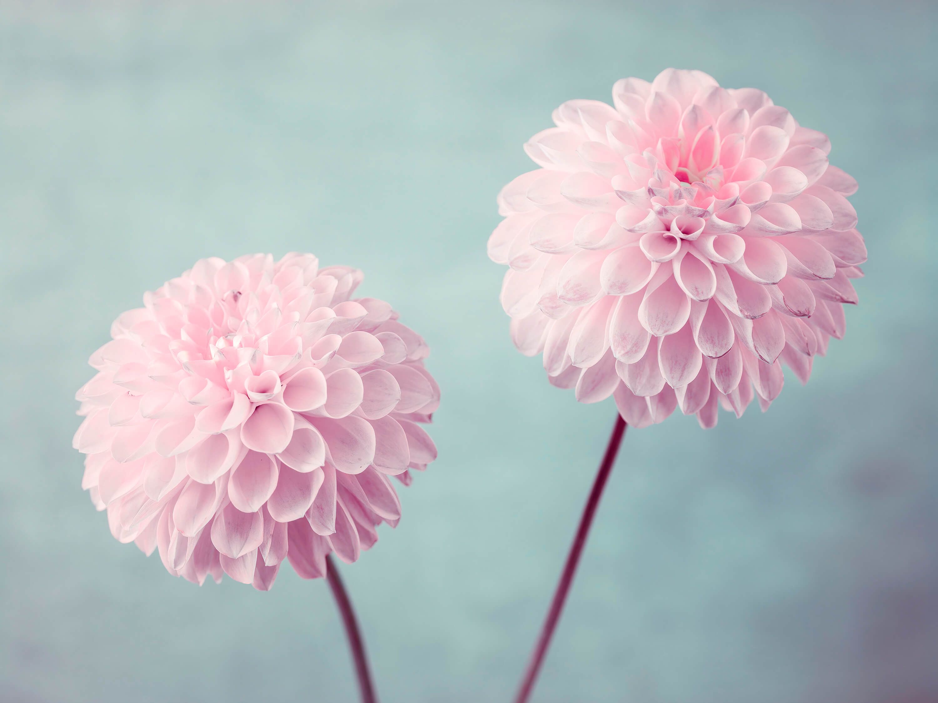  Two Dahlia Flowers