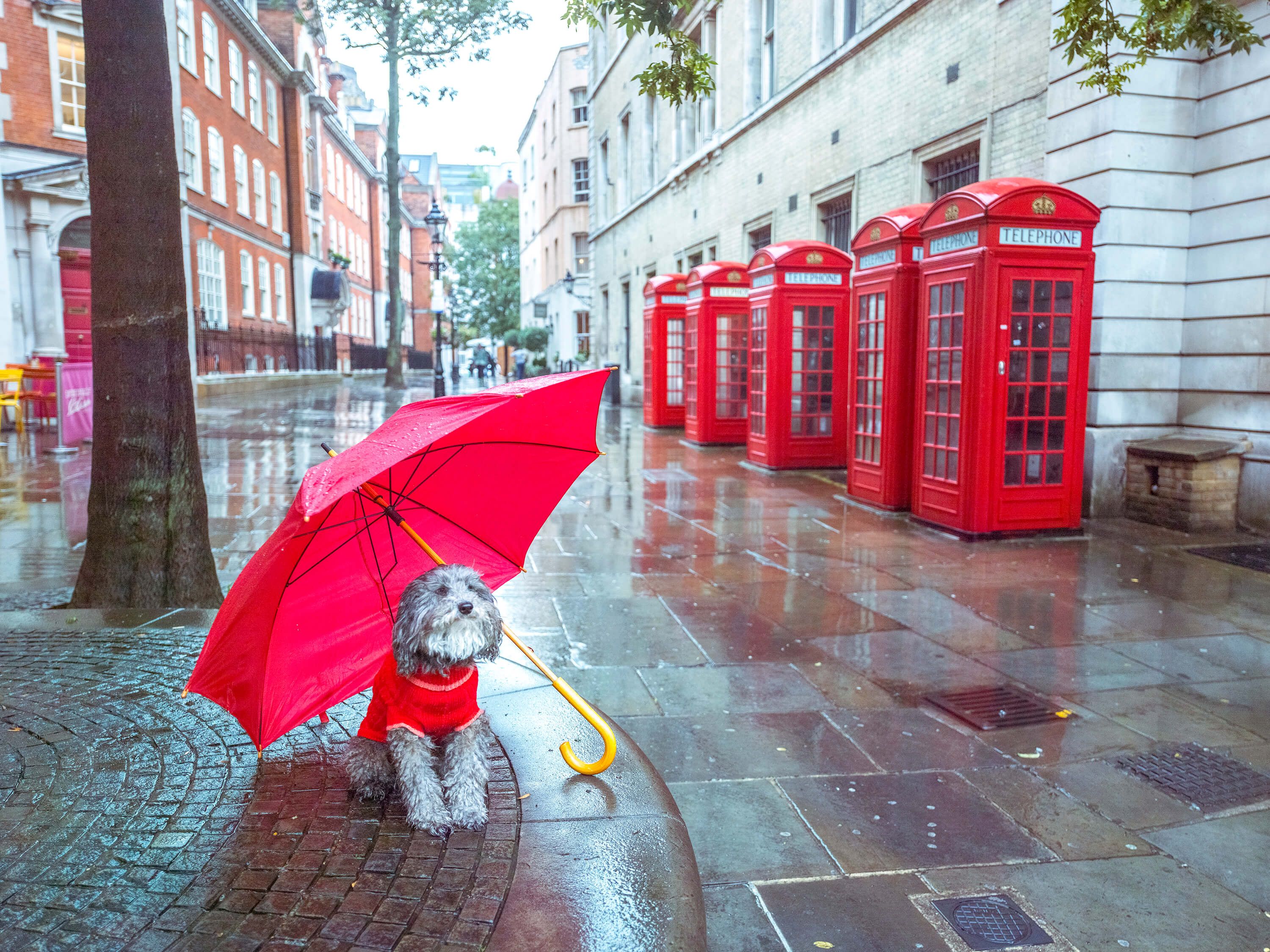  Dog with umbrella
