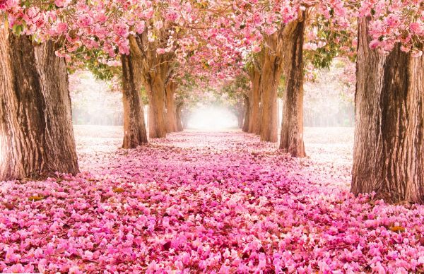 Photo wallpaper blossom