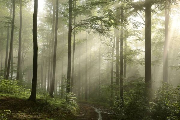 Green forest in the fog