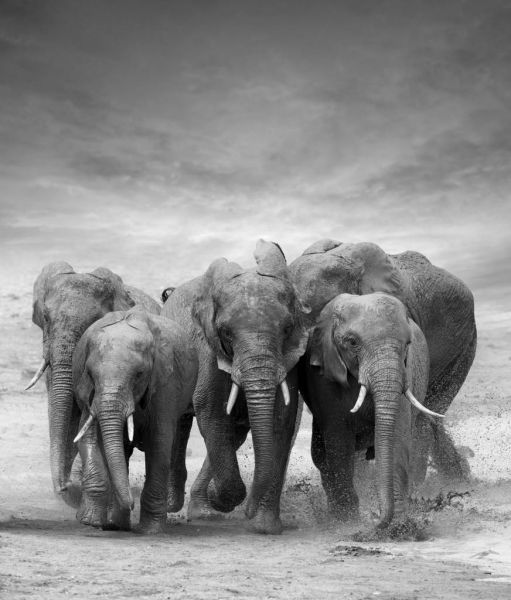 Herd of elephants