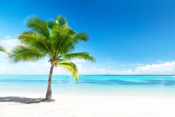 Palm tree