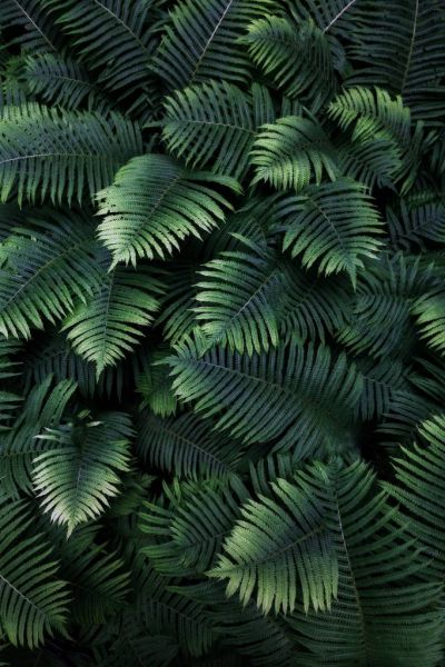 Large palm leaves