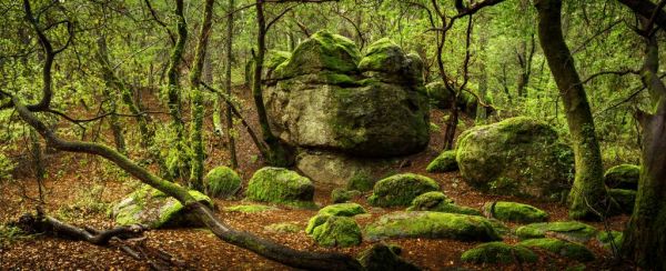 Enchanting forest
