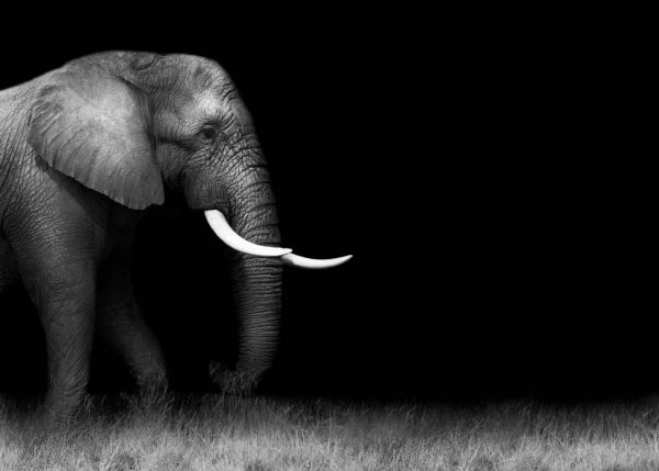 Elephant on grass