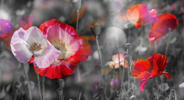 Poppies in black, white, red