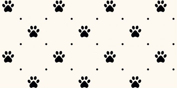 Dog feet