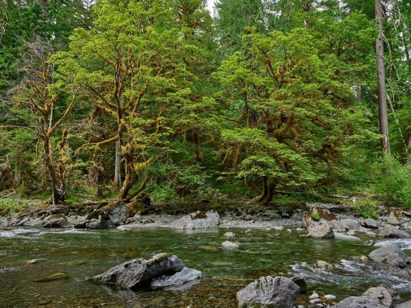 River with trees