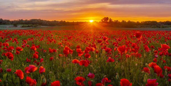 Flowering poppy field