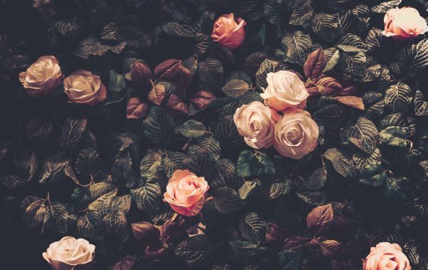 Vintage rose bush