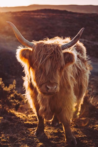 Scottish Highlander in the sun