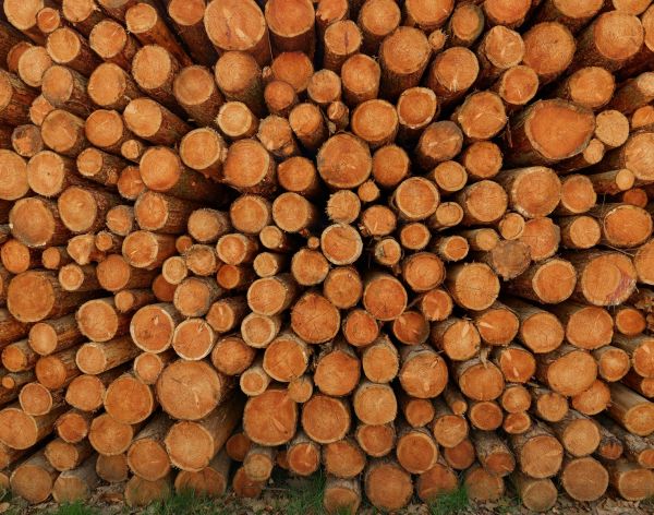 Pile of dark tree trunks