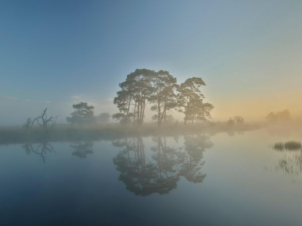 Fog in heathland