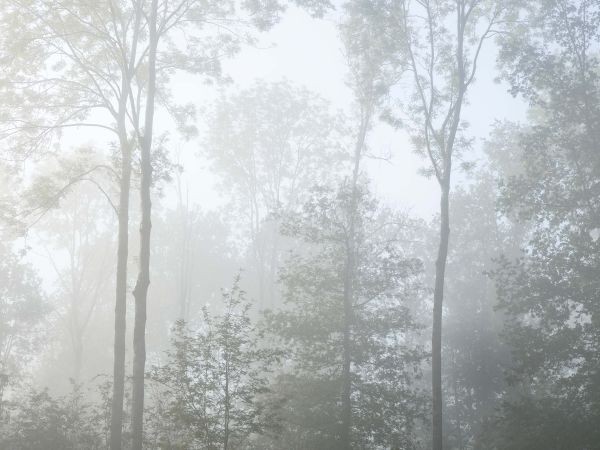 Dense fog in the forest