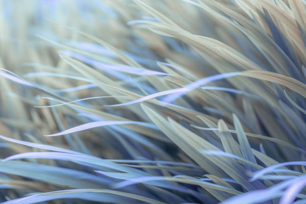 Grass