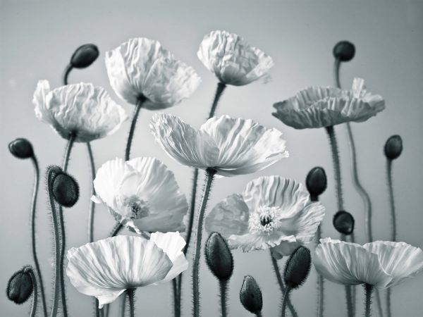 Blue tone poppies