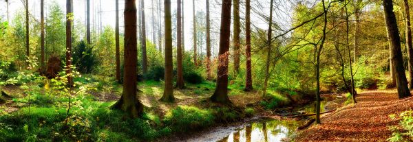 Autumn forest with bright sunlight