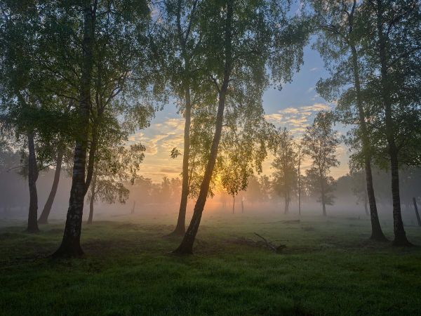 Sunrise by the birches