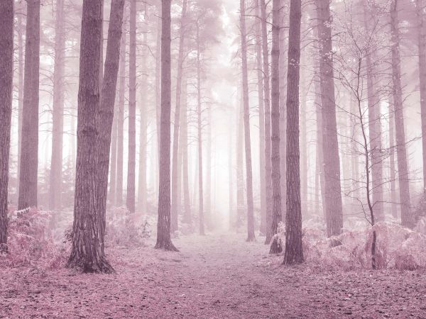 Trees in the Mist