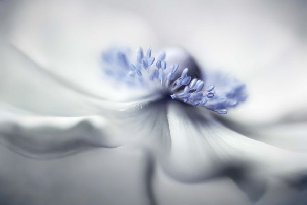 Anemone spirit