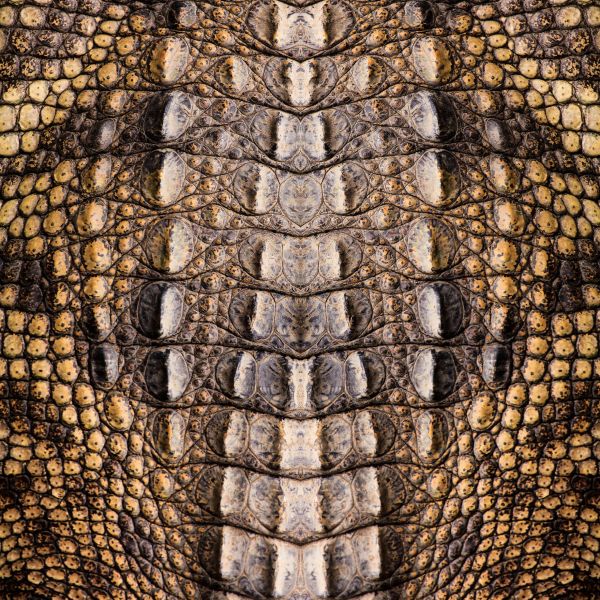 Crocodile Texture