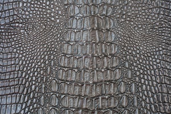 Texture crocodile skin