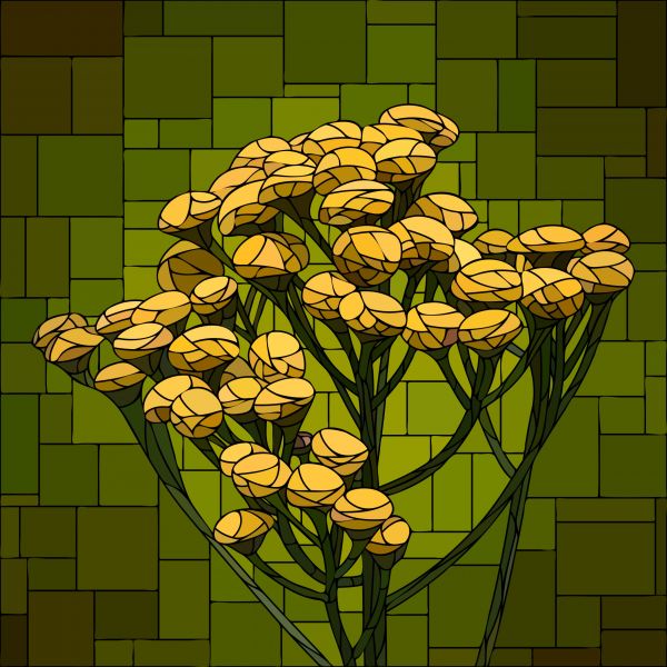 Flower in bloom