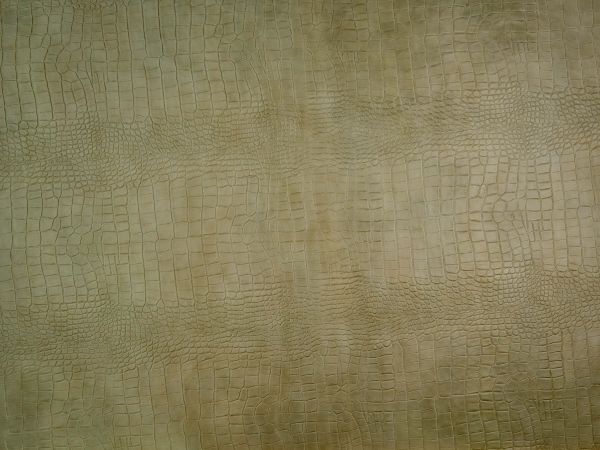 Beautiful Crocodile Skin Texture