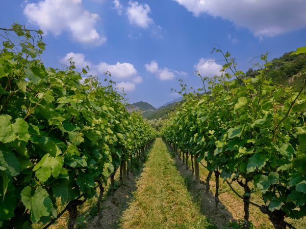 Vineyard in Italy
