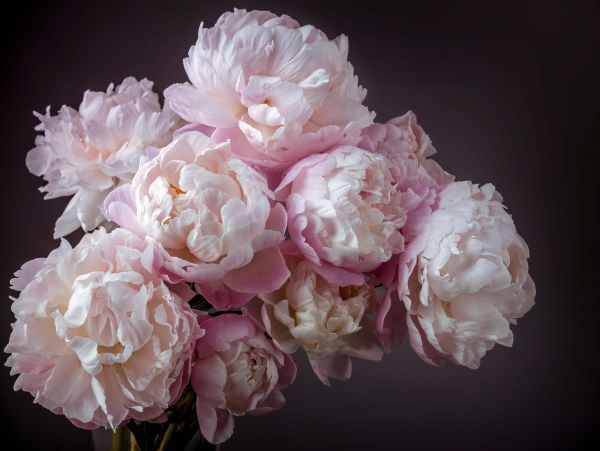 Bunch of peonies