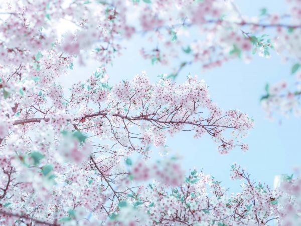 Blossom flowers