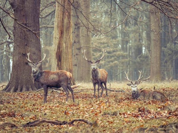Wild deer