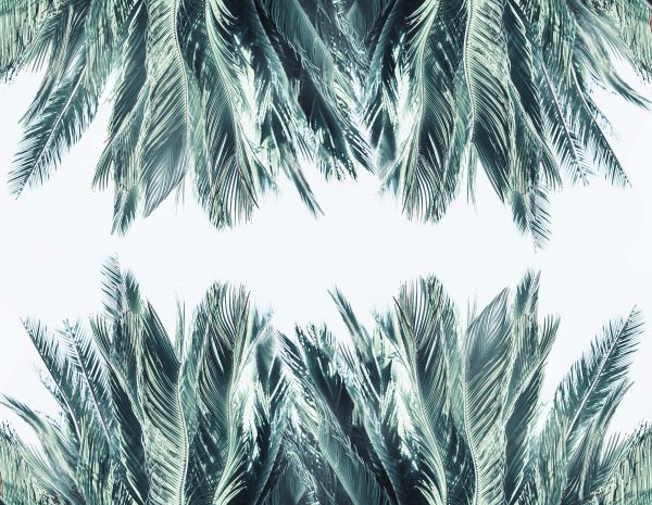 Palm leaves on white background