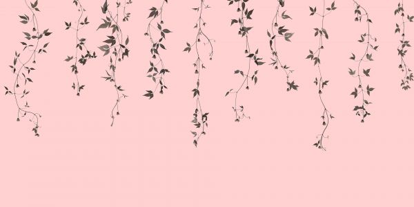 Clematis twigs on pink