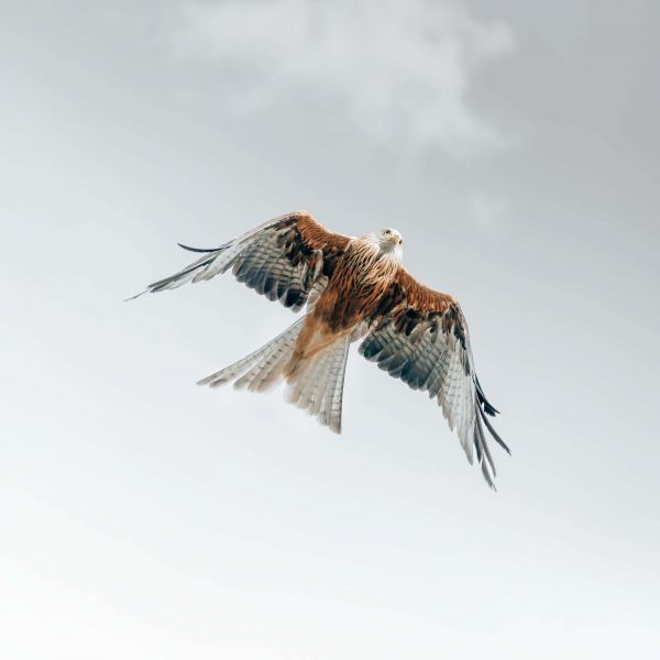 Red kite in the sky