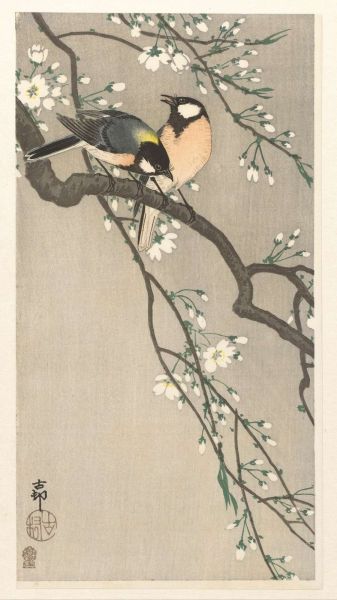 Great tits on blossom branch
