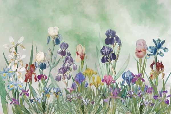Iris Field 2