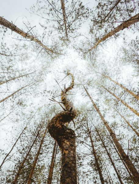 The Dancing Log
