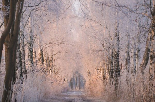 Tree row in the winter mist