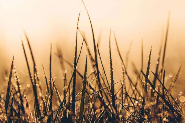 Sparkling Dewgrass