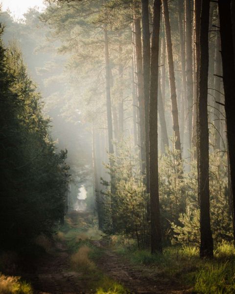 Light play in the Pine Forest